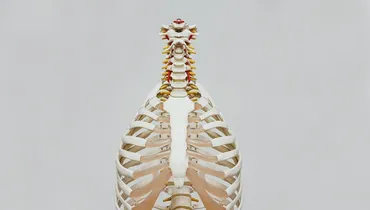 Is Cremation Okay If I Give My Body to Science?