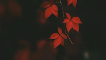 I Will Die Young — How Do I Fight for Hope?