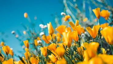 Is My Joy Essential in Glorifying God?