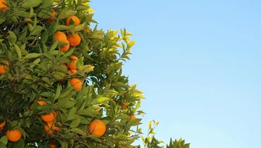 Isn’t Veganism Closer to God’s Original Design?