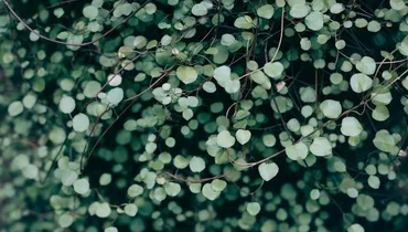 What Does It Mean to ‘Abide in Christ’?