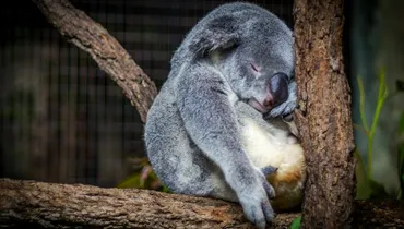 How Much Sleep Is Too Much Sleep? 