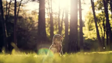 Do Pets Distract the Christian Life?