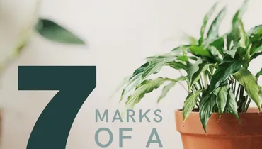 7 Marks of a Good Steward