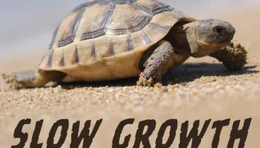 Slow Growth Is Strong Growth
