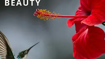 Beholding Beauty 
