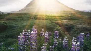 The Freedom of Kingdom Stewardship