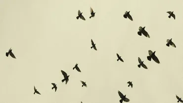 What True Freedom Really Means