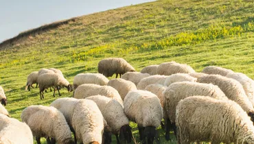 Budgeting Tips for Faithful Stewardship