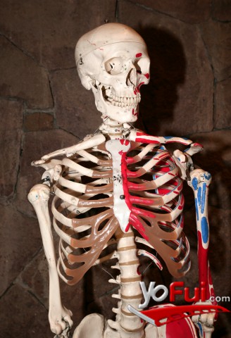 Esqueleto que formó  parte del stand interactivo, Escuela de Medicina, Universidad Finis Terrae