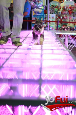 Desfile de mascotas