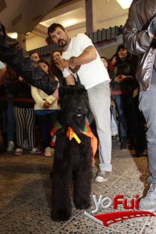 Desfile de mascotas
