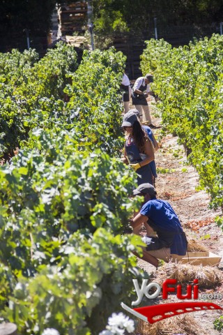 Fotografía en Viu Manent celebra el inicio de la vendimia en Colchagua, Viña Viu Manent