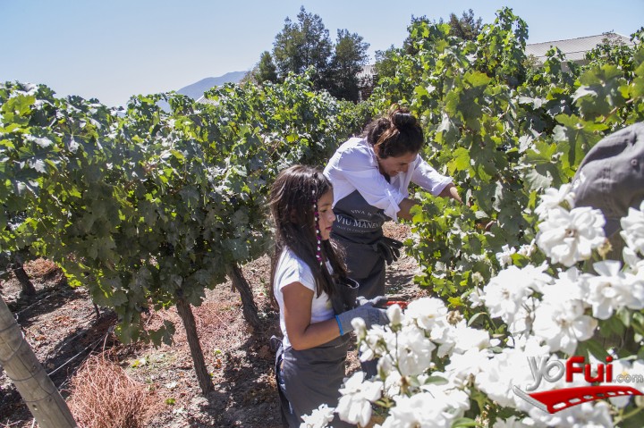 Fotografía en Viu Manent celebra el inicio de la vendimia en Colchagua, Viña Viu Manent