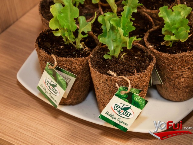 Plantines de lechugas orgánicas Vegus