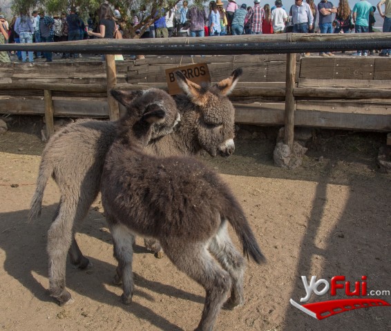 Fotografía en VIII Fiesta Costumbrista Piedra Roja, Centro Ecuestre