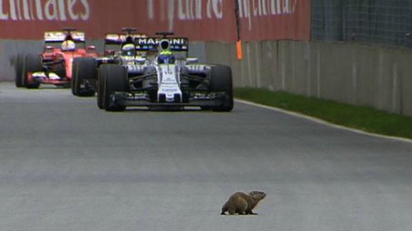 Marmotta GP Canada