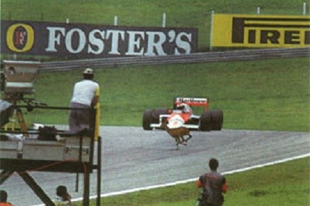 Johansson incidente cervo GP Austria 1987