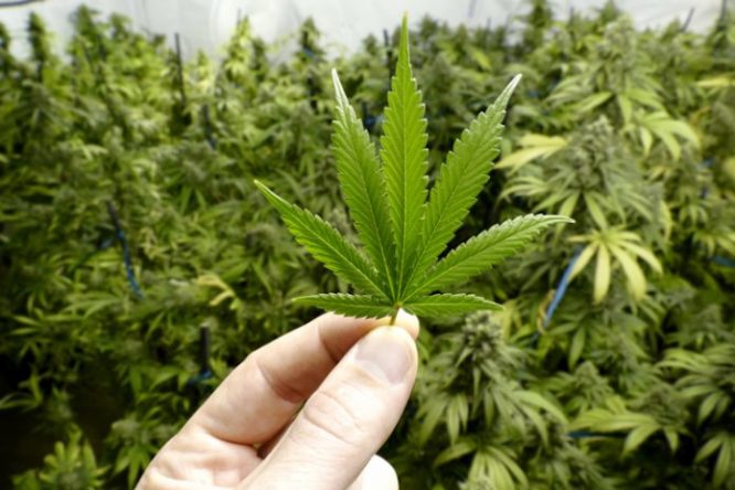 In Canada Marijuana liberalizzata anche a scopo ricreativo