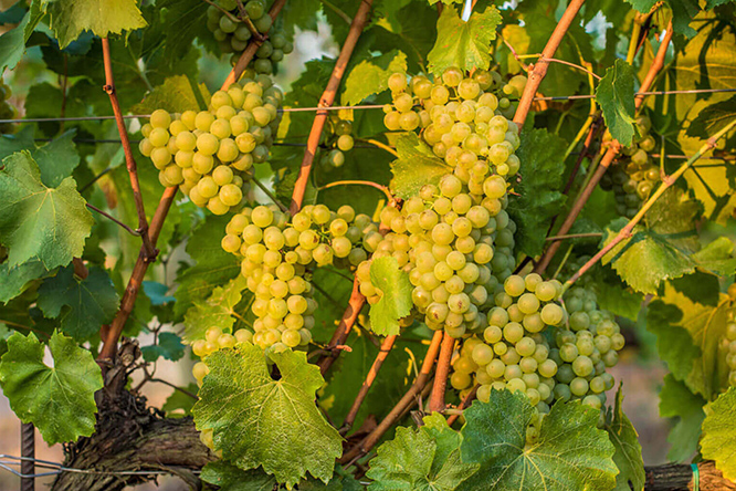 Il Tavernello diventa biometano