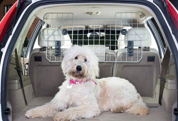 Trasporto dei cani in auto, le regole d’oro