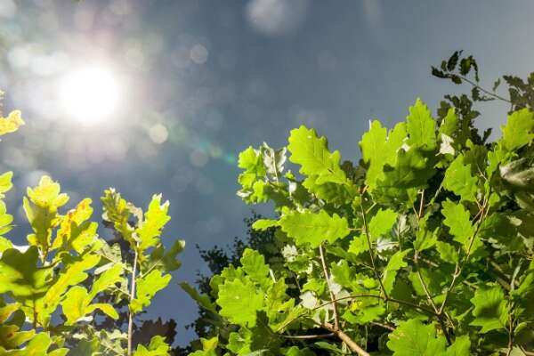 Giornata mondiale dell’ambiente | Guardare al futuro senza ideologie