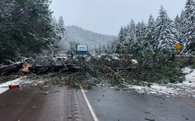 Albero cade sulla strada, tragedia sfiorata