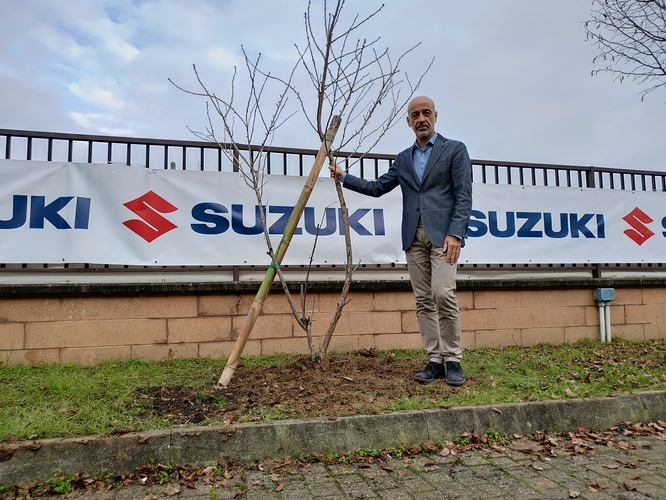 Suzuki, grazie a Green Friday i ciliegi giapponesi in tutta Italia
