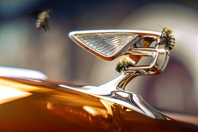 La stagione da record delle api di Bentley