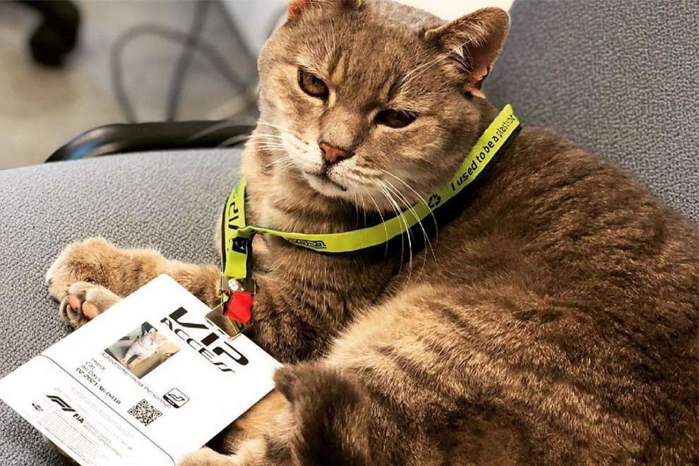 È morto Formulino, il ‘gatto-mascotte’ di Imola