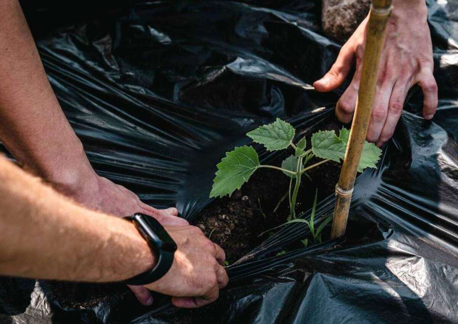 Kia e la sostenibilità ambientale: 1600 alberi nel veronese