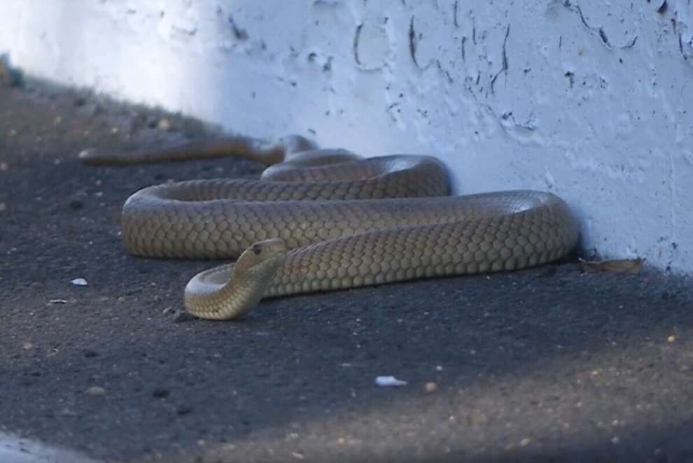 Supercars, Bathurst 1000 2024: il serpente bruno orientale che ha invaso la pista di Mount Panorama interrompendo le prove