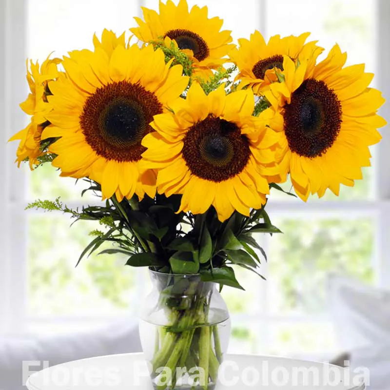 Significado de regalar girasoles, sus tipos y arreglos florales ✓