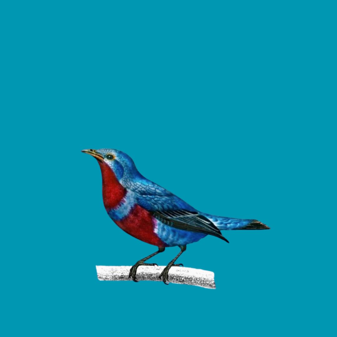 Top SurveySparrow Alternatives: The Best Options Reviewed