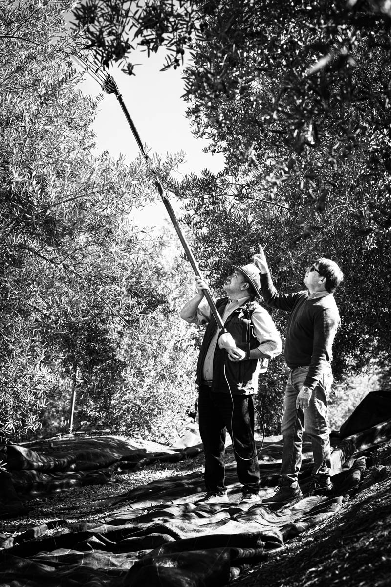 Juan Carlos and T. J. Robinson in Olive Grove in Chile