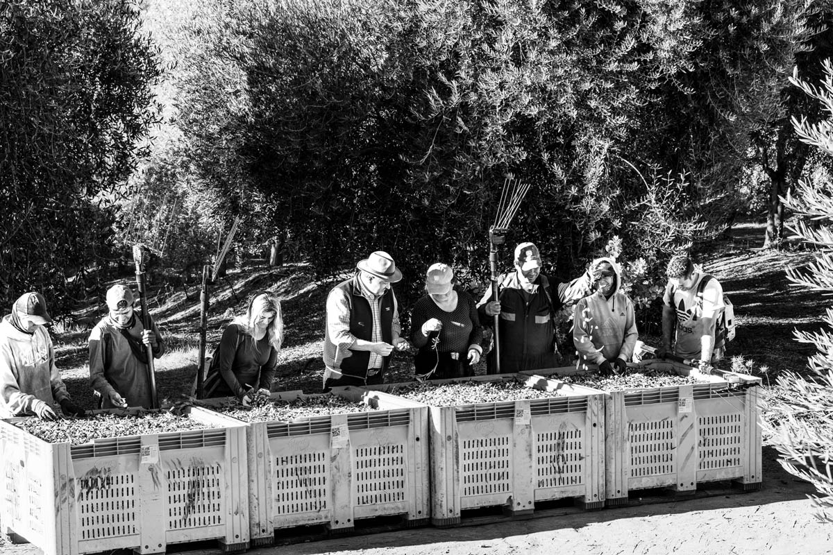 T. J. Robinson and team looking over the olive harvest.