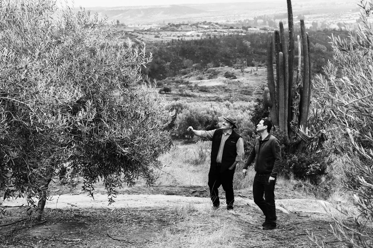 T. J. Robinson and Duccio Morozzo della Rocca walking through the olive groves