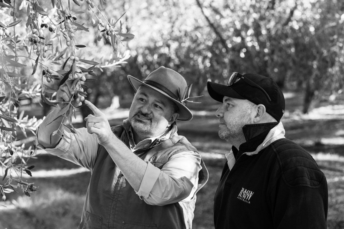 Scott Sanders and T. J. Robinson inspecting olives on a tree