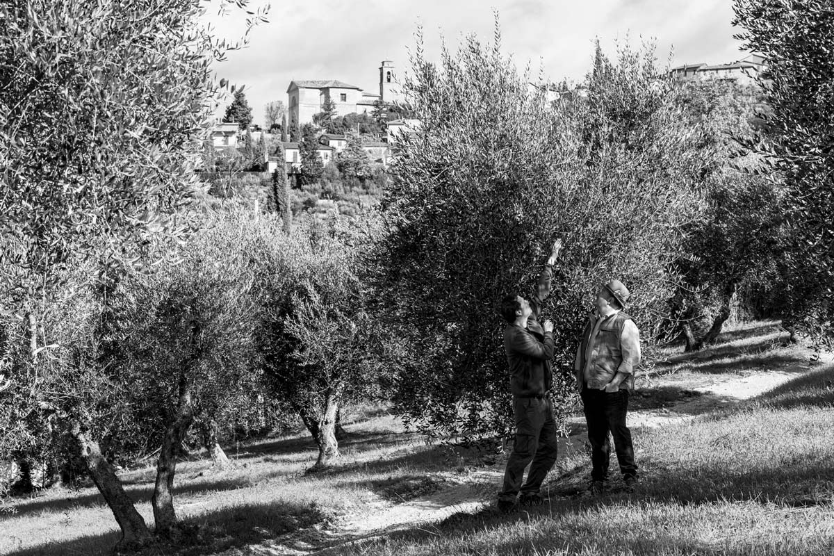 Duccio Morozzo della Rocca and T. J. Robinson in olive grove in Umbria, Italy