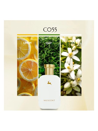 C055 bottle