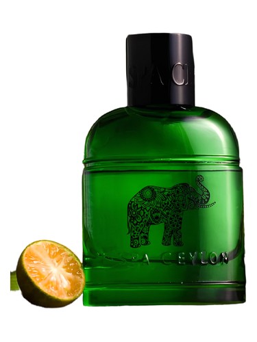 Forest Escape Ceylon Elephant bottle