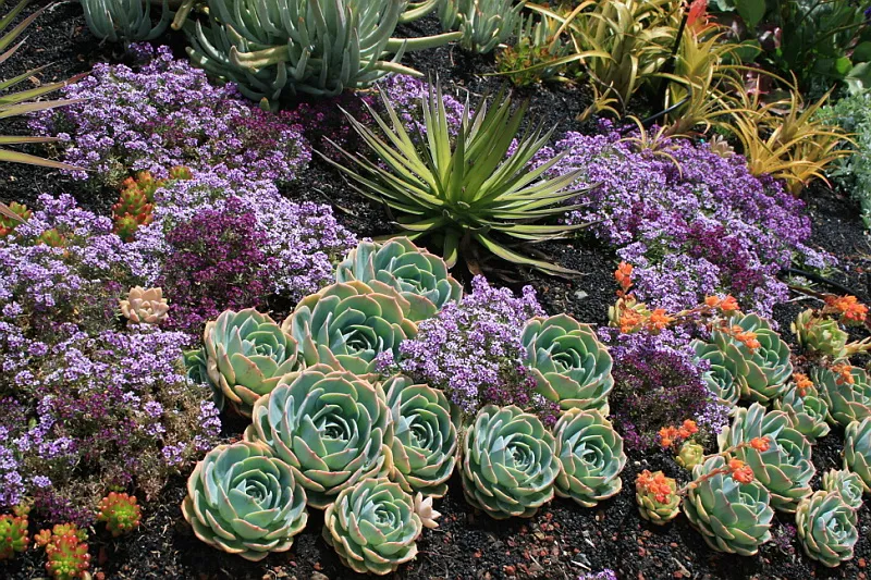 Jardim de Suculentas