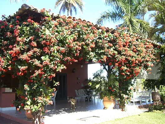Trepadeira Clerodendron