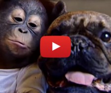 This Bulldog and Orangutan Baby Are BFFs