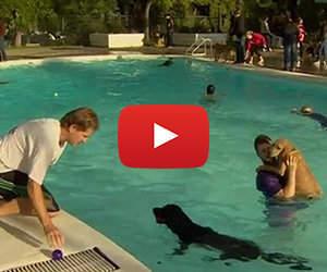 Doggy Day At A Public Pool is Adorable