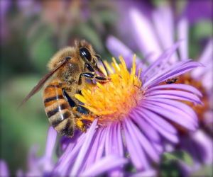 Canadian Gardening: Bee-Friendly Flowers & Freebies