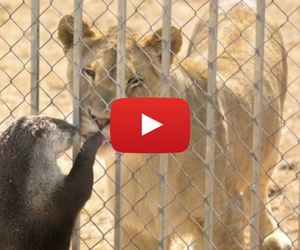 Cute Otter Plays with Lions and Hyenas