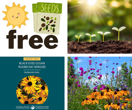 Free Packet of Black-Eyed Susan Seeds