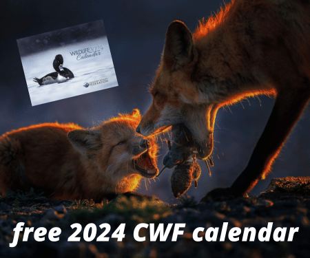 Free 2024 Canadian Wildlife Calendar