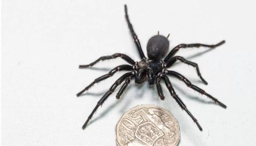 spider-iraklis-arxni-australia-1212111.jpg